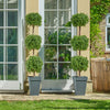 Boxwood triple ball tree