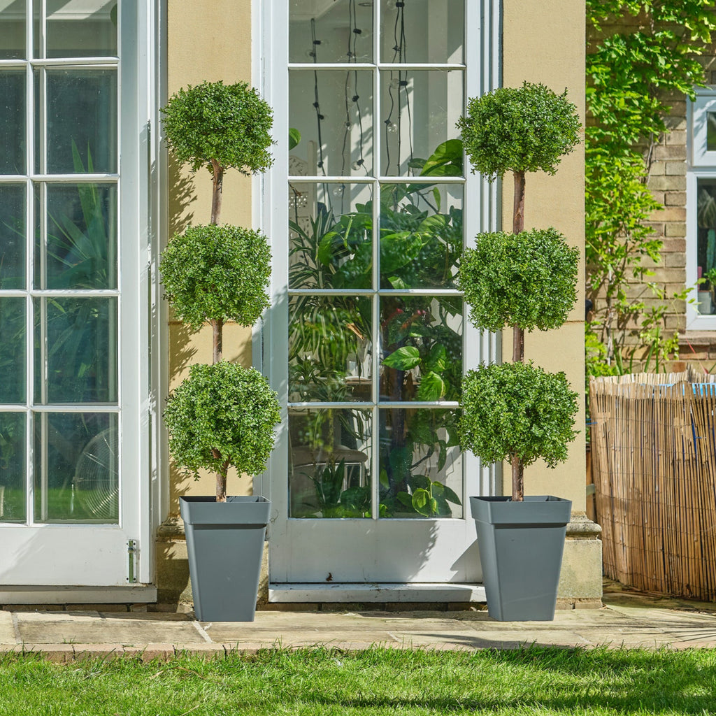 Boxwood triple ball tree