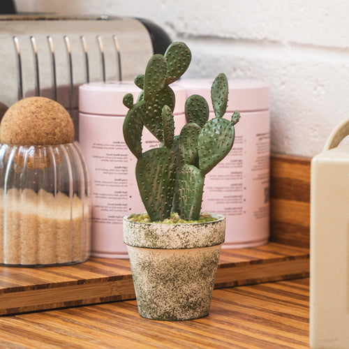 Bunny ear cactus