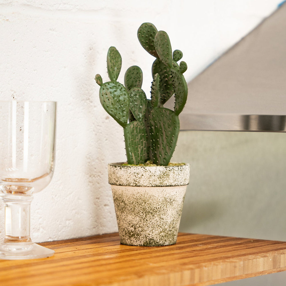 Potted cactus on a kitchen counter with glasses in the background