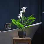Bathroom setting with a white bathtub, wooden stool, and potted plant.