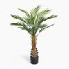 Canary palm