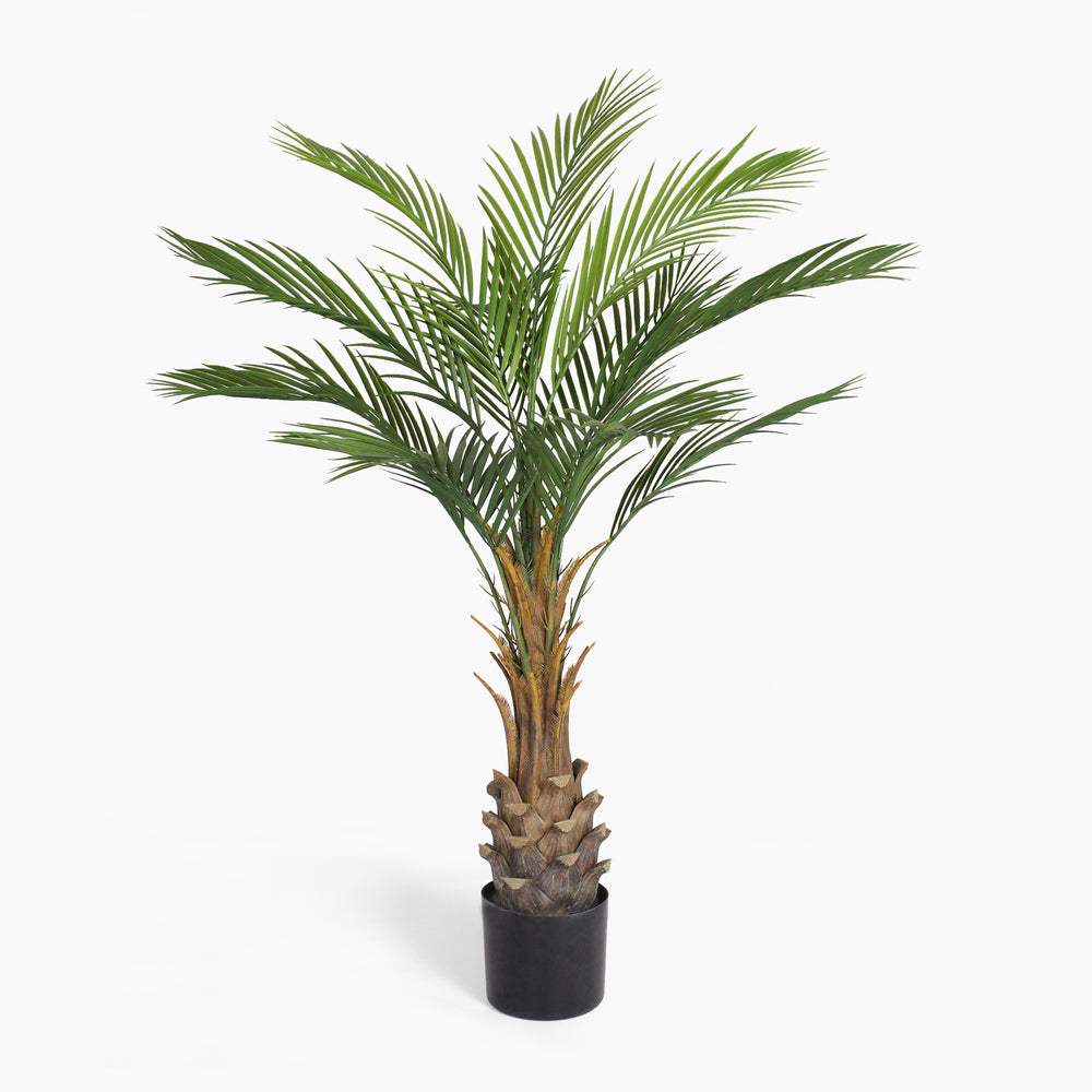 Canary palm