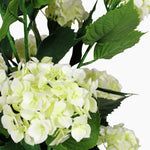 Cream hydrangea flower cluster with green leaves on a white background.