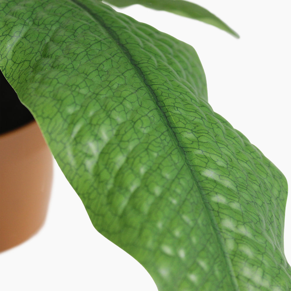 Close-up of a green leaf with detailed veins on a white background