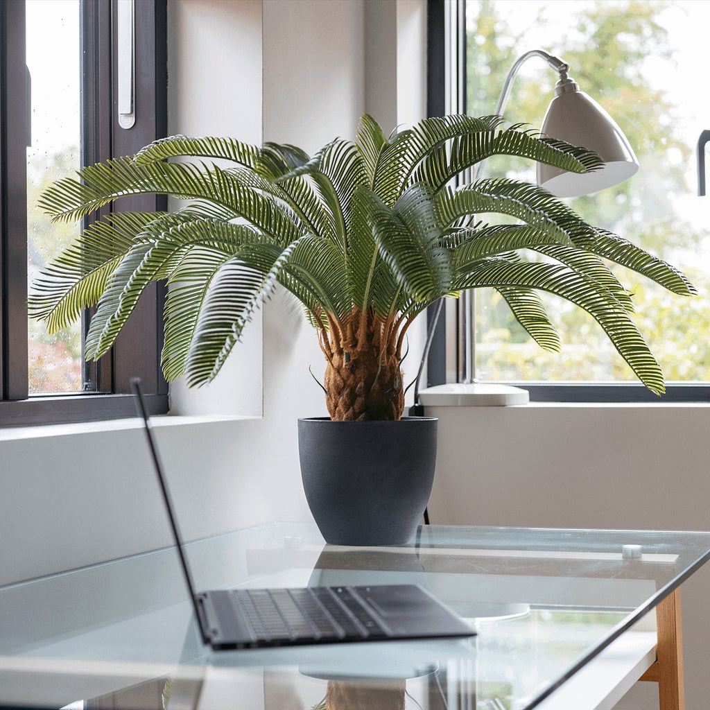 Laptop on a glass desk with a potted plant in the background