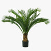 Potted palm plant on a white background
