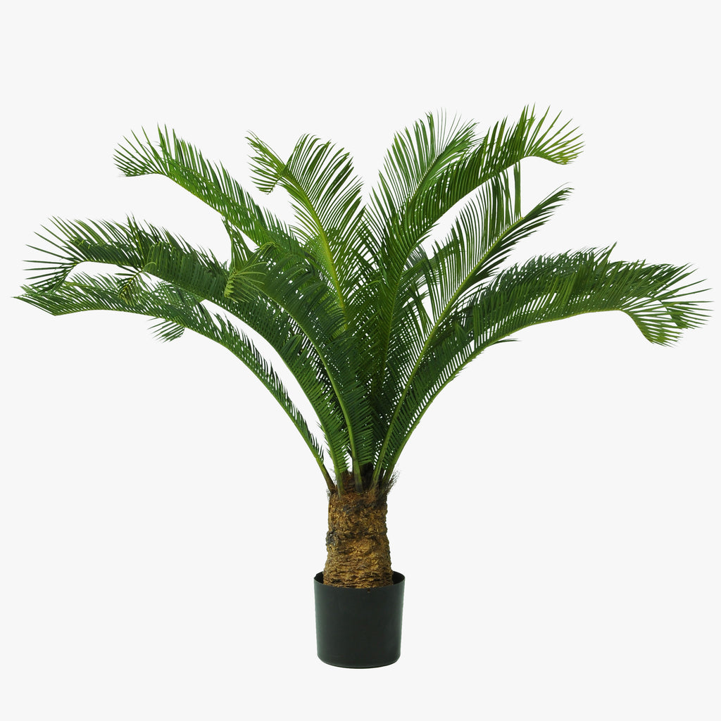 Potted palm plant on a white background
