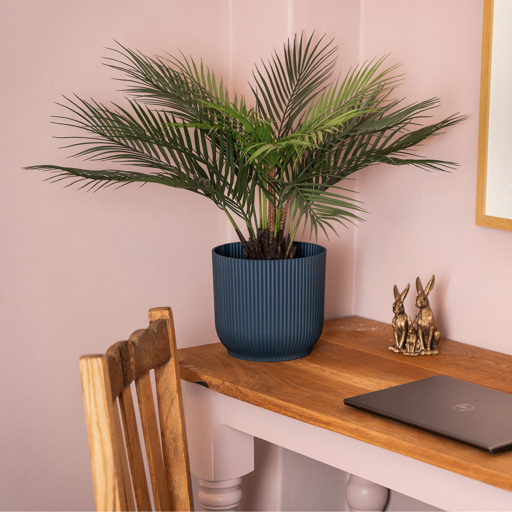 Dicksonia dwarf palm