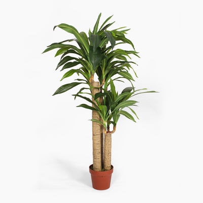 Artificial dracaena tree