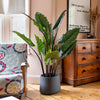 Living room with floral armchair, potted plant, and wooden dresser.