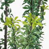 Artificial euphorbia tree foliage