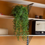 Vintage radio on a shelf with a plant and other items against a brown wall.