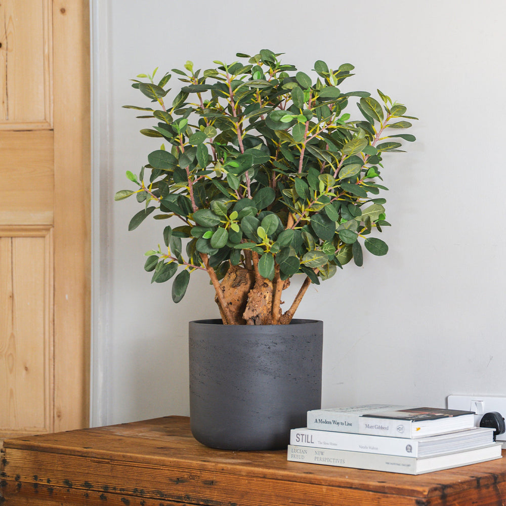 Potted plant on a wooden chest with books and an electrical outlet in the background