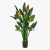 Potted plant with green leaves and orange flowers on a white background