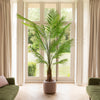 Potted plant in a living room with large windows and beige curtains