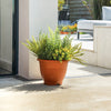 Potted fern on a patio with outdoor furniture in the background