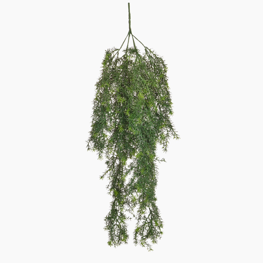 Hanging green plant on a white background