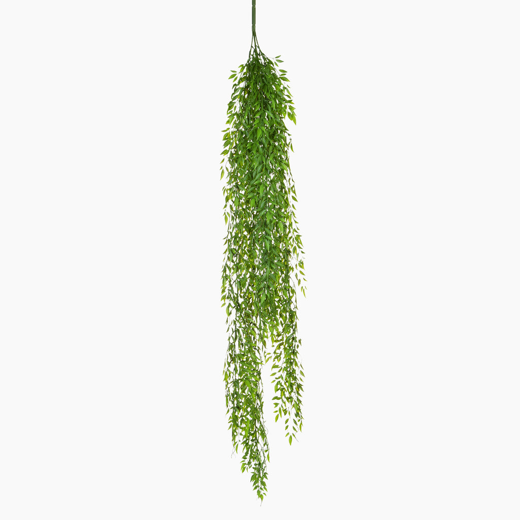 Hanging green plant on a white background