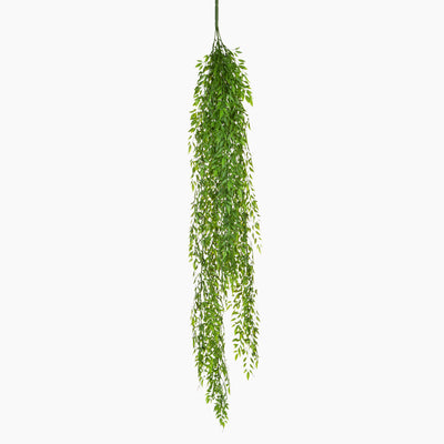 Hanging green plant on a white background