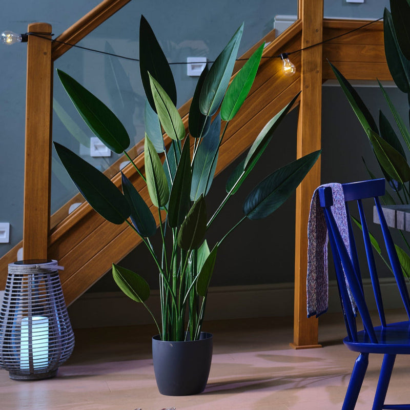Indoor setting with a potted plant, blue chair, and lantern on a wooden floor.
