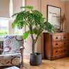Room interior with a potted plant, wooden dresser, and floral armchair.