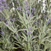 Artificial lavender patio planter foliage