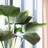 Large green leaves in front of a window with light filtering through