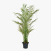 Potted green palm plant on a white background