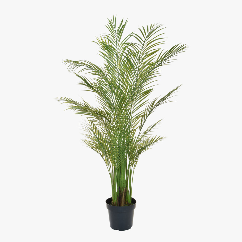Potted green palm plant on a white background