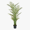 Potted palm plant on a white background