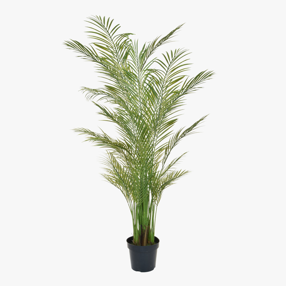 Potted palm plant on a white background