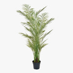 Potted palm plant on a white background