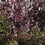 Artificial midnight falls window box foliage