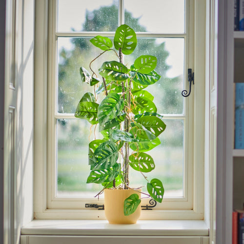 Potted plant on a windowsill with bookshelves on either side