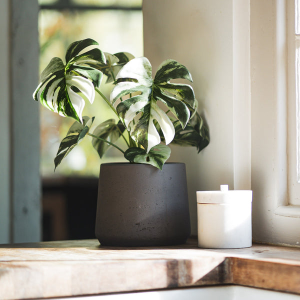 Artificial Monstera Albo - Variegated Monstera