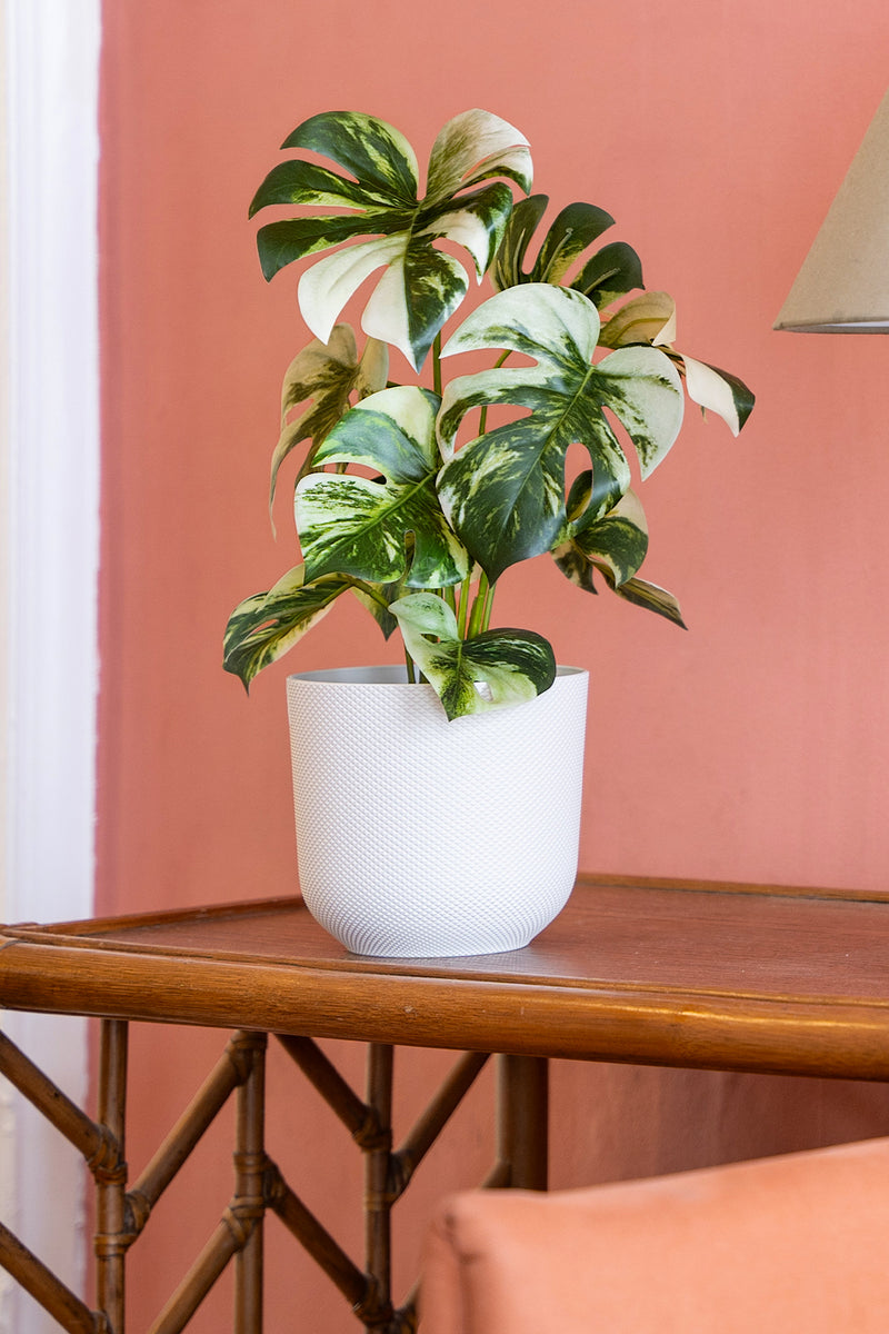 Variegated potted plant on a wooden table against a pink wall