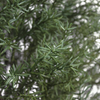Artificial Norfolk pine bonsai foliage