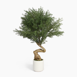 Artificial Norfolk pine bonsai