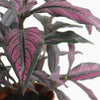 Persian shield