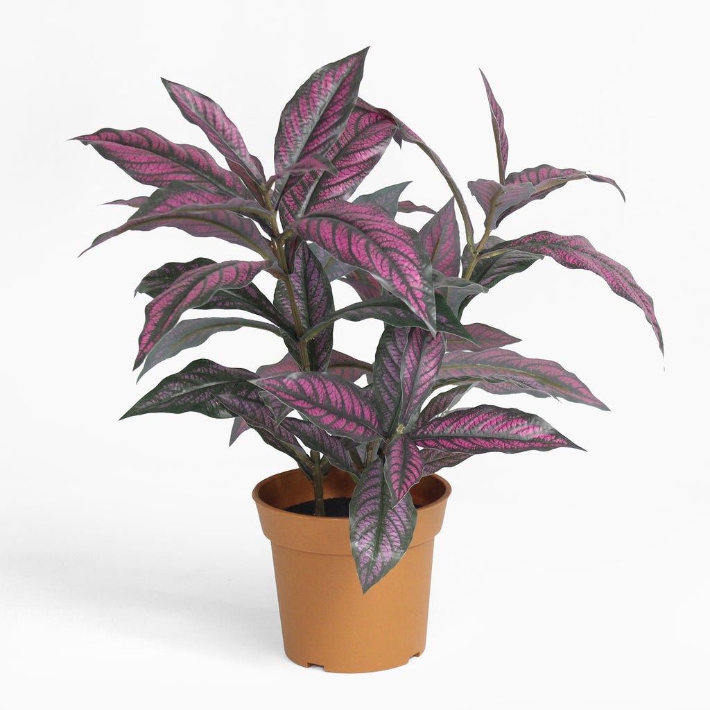 Persian shield
