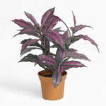 Persian shield