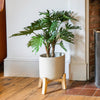 Potted plant on a wooden stand in a room with wooden floor and fireplace.
