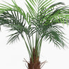 Green palm plant on a white background