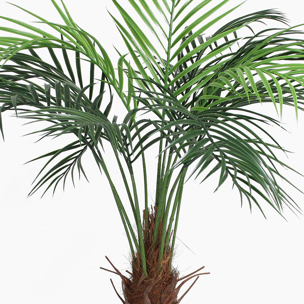 Green palm plant on a white background
