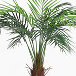 Green palm plant on a white background