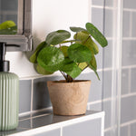 Green bottle and potted plant on a bathroom shelf with tiled wall background