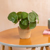 Small round wooden table with a plant, mug, and book against a beige wall.