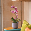 Potted orchid on a small table next to a green and orange sofa with a woven floor lamp in the background.