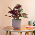 Potted plant on a small wooden table with a mug and book against a beige wall.